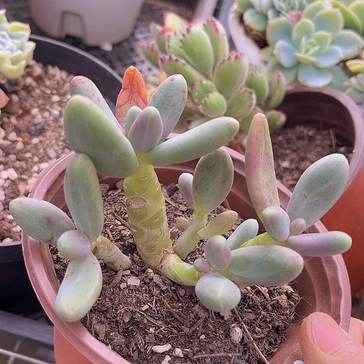 糖果美人24120多肉植物