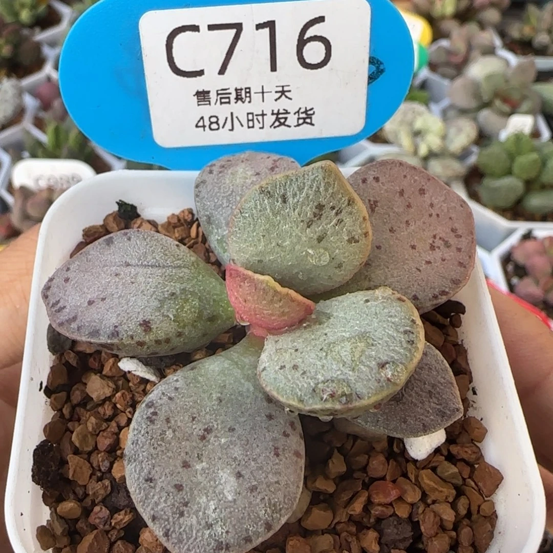 银波粉蛋。   716。