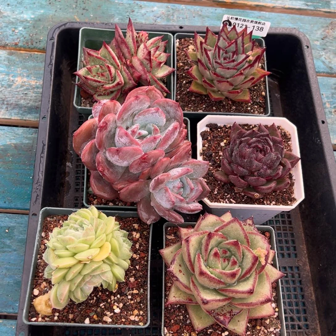 从前慢多肉精选编号0121.138