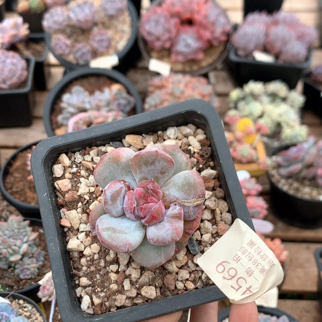 六厘米溏心星影石化 4569