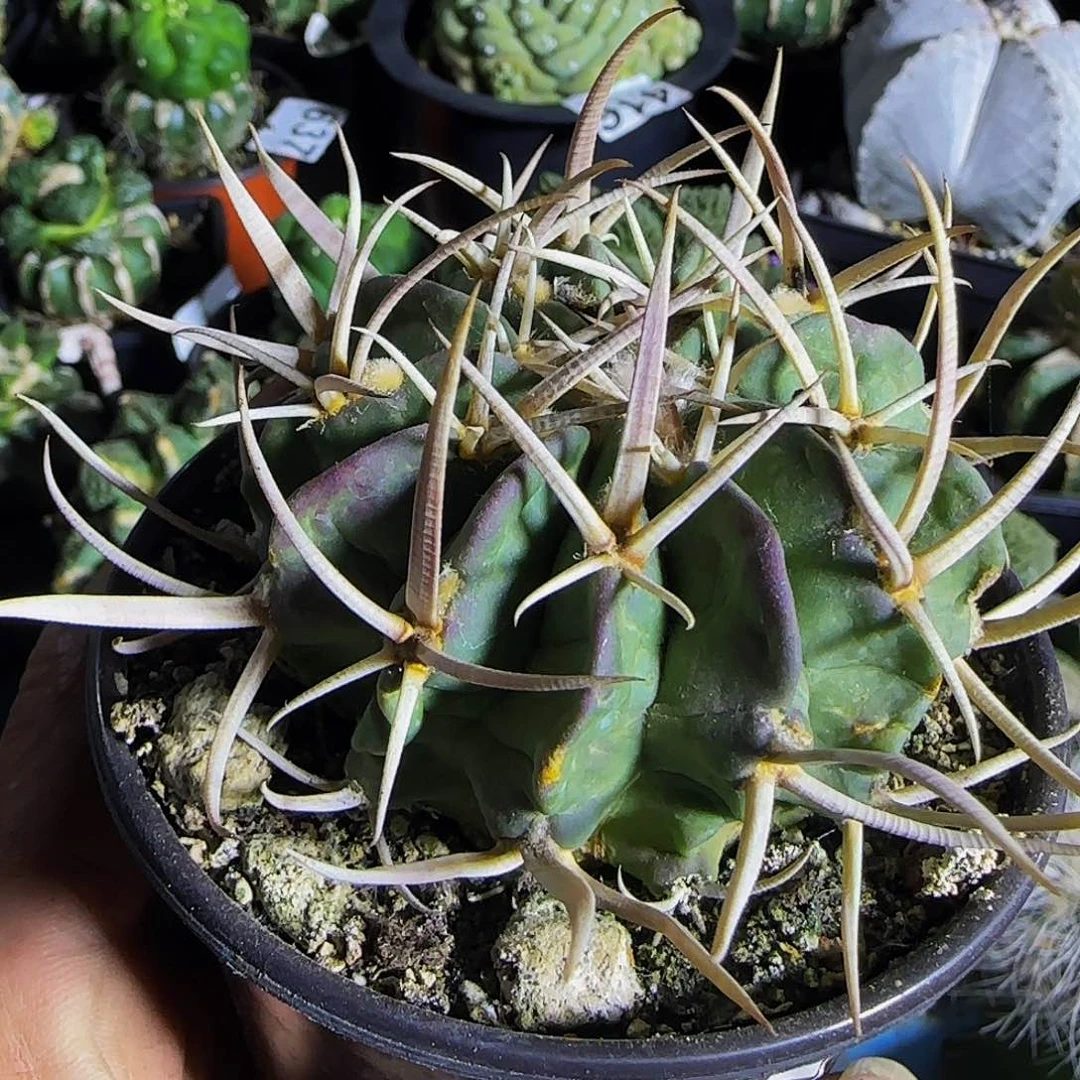 胖*旁龙剑058仙人球开花