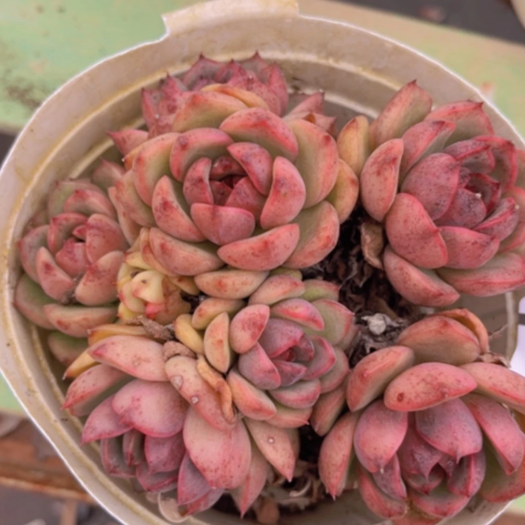 【闪购商品】蓝莓04176