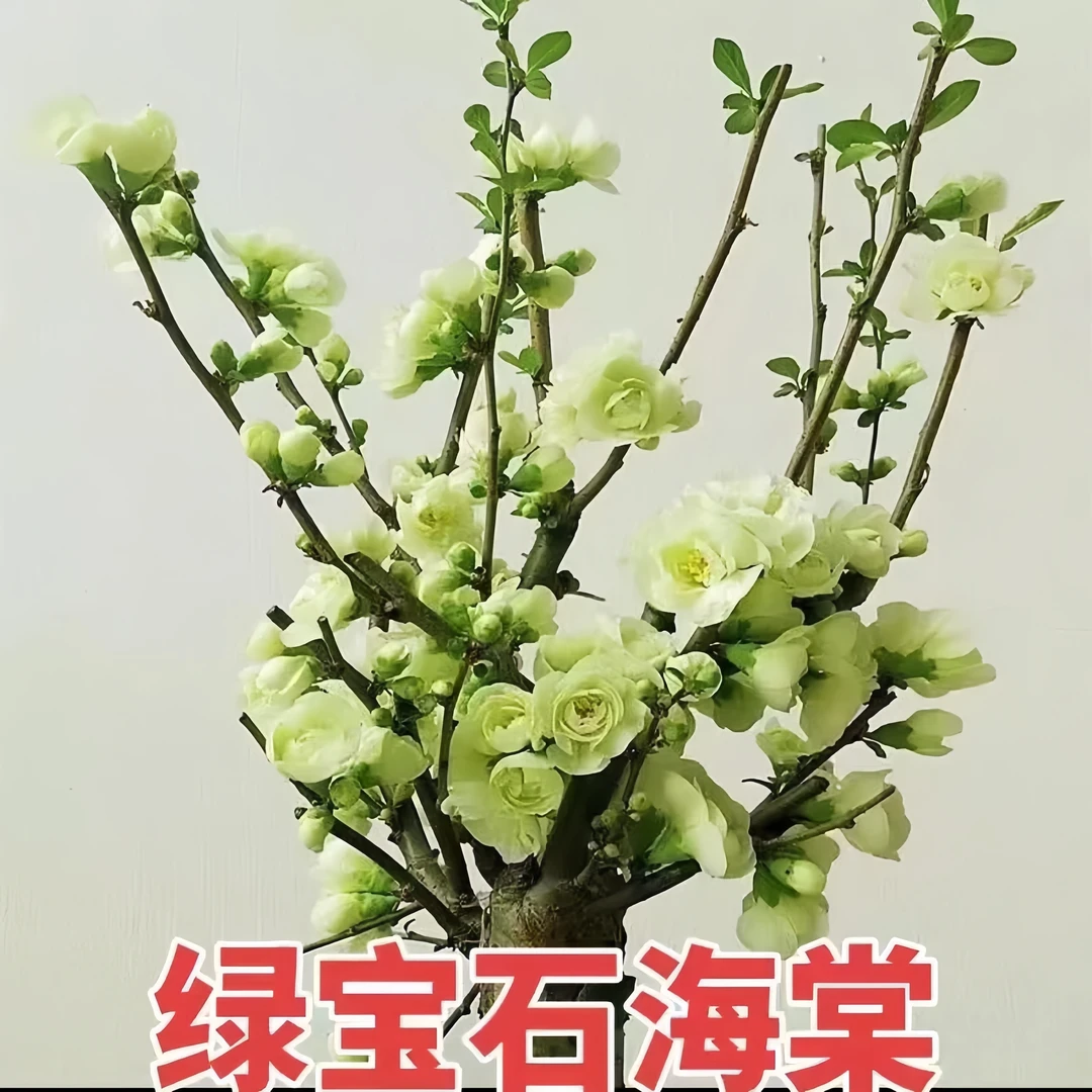 绿宝石海棠花盆栽海棠老桩银长寿绿色海棠盆耐寒耐热6