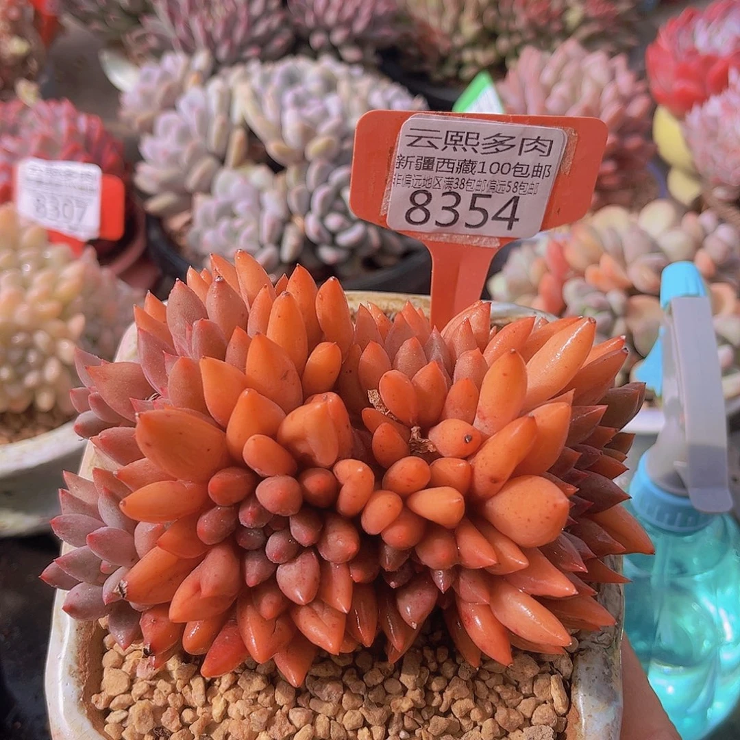 8354红蜻蜓。