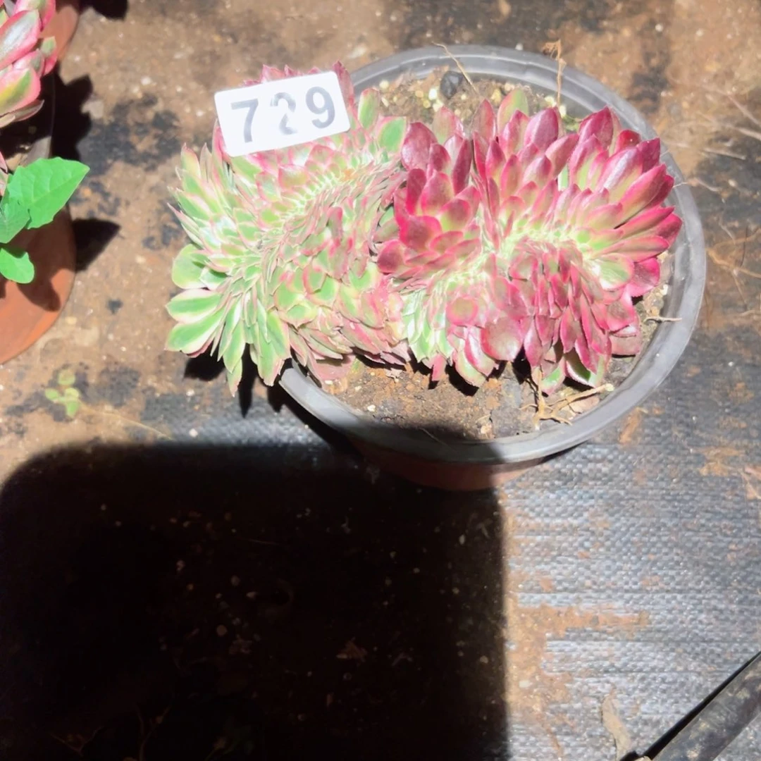 729 号多肉植物法师新年福利