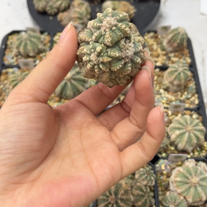 专拍，今日发货哦。。。