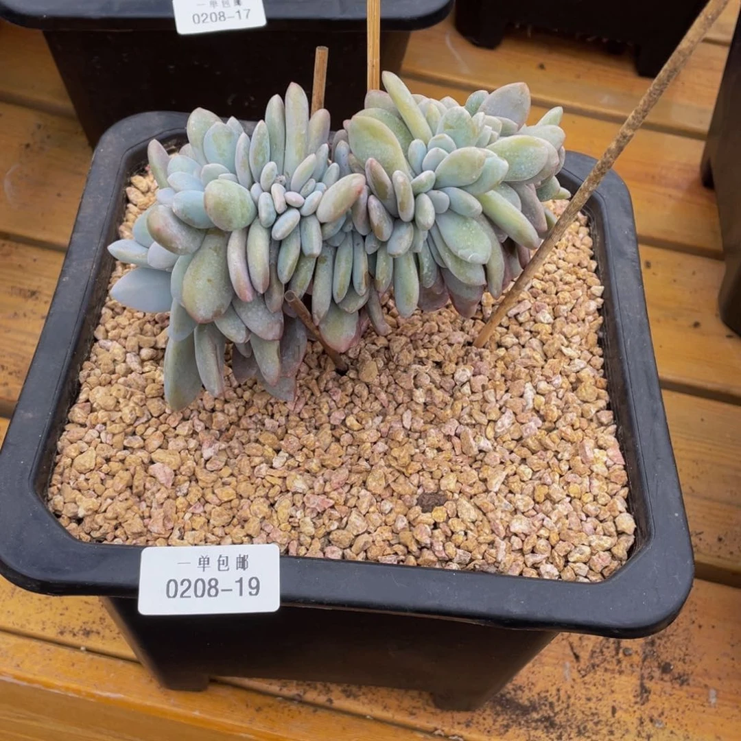 卉**?0208-19-粉兔缀化。。。。。。