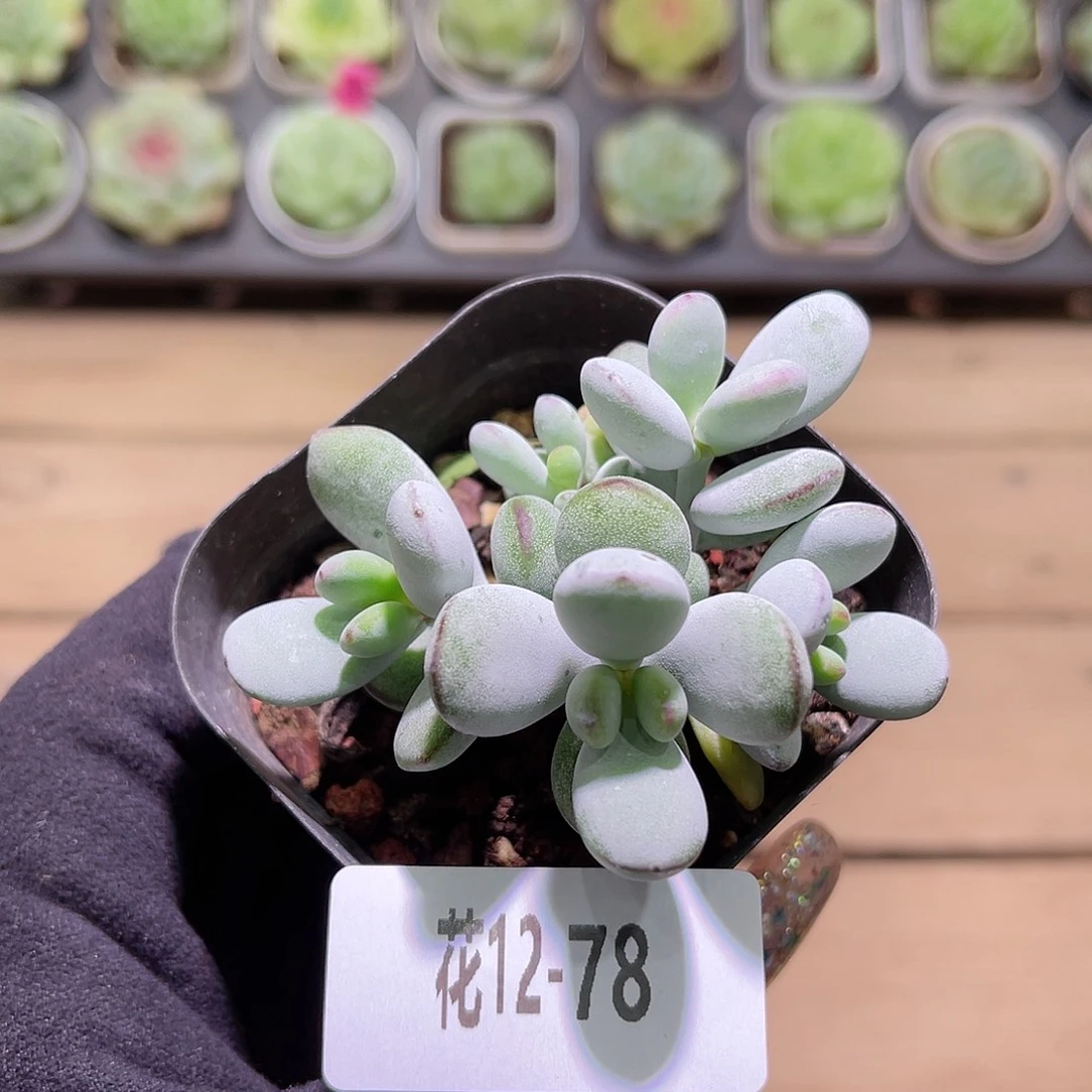 花利美12-78乒乓福娘