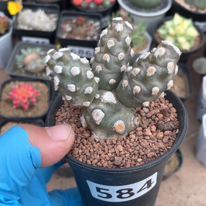 584削壶团扇多头