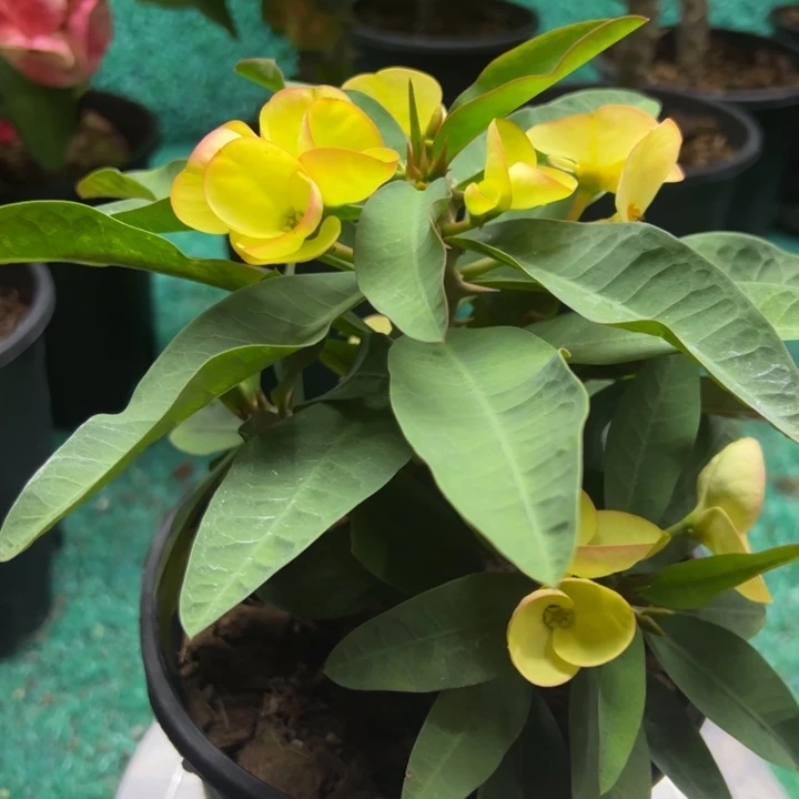 泰品扦插一物一拍