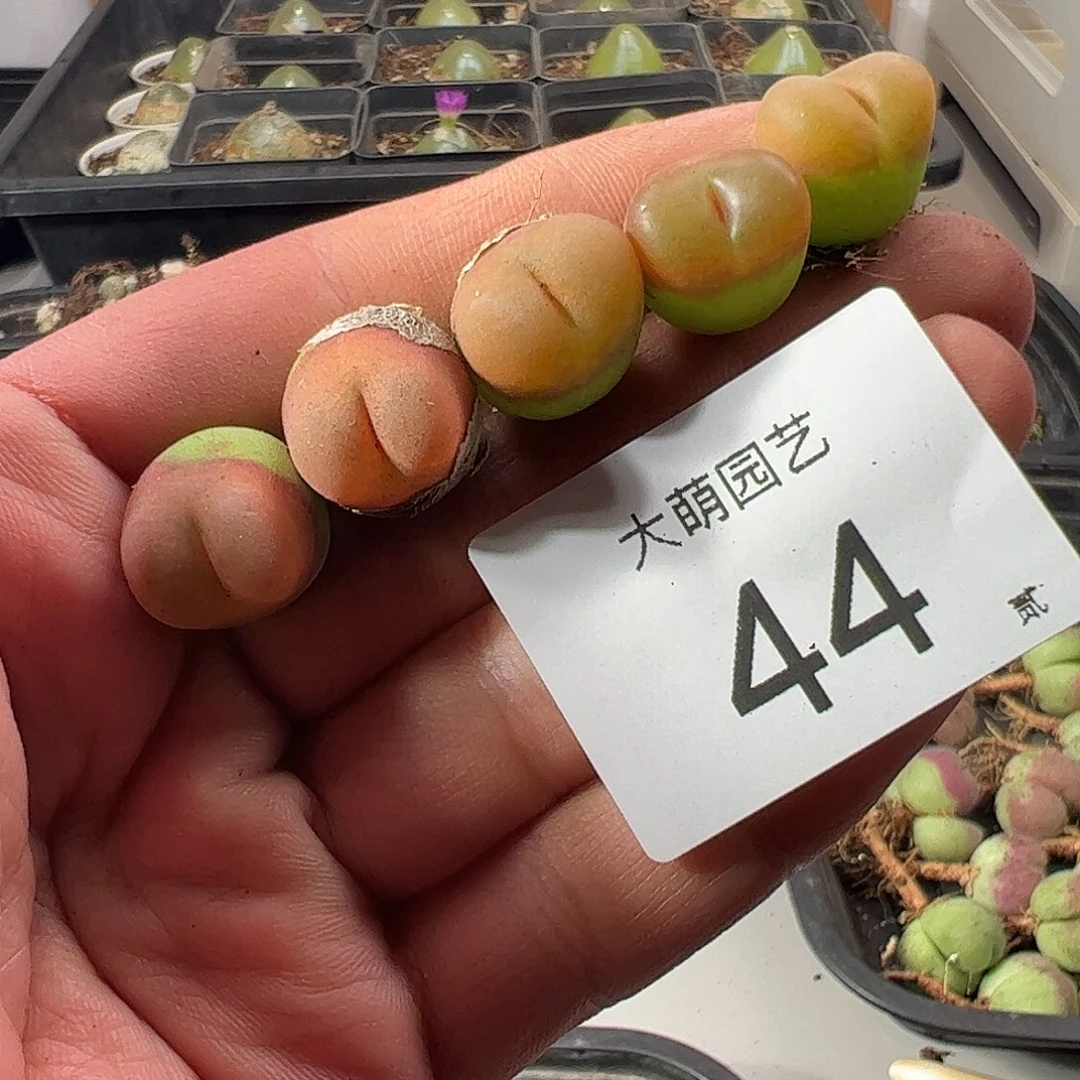 一物一拍1430.5水蜜桃。   44