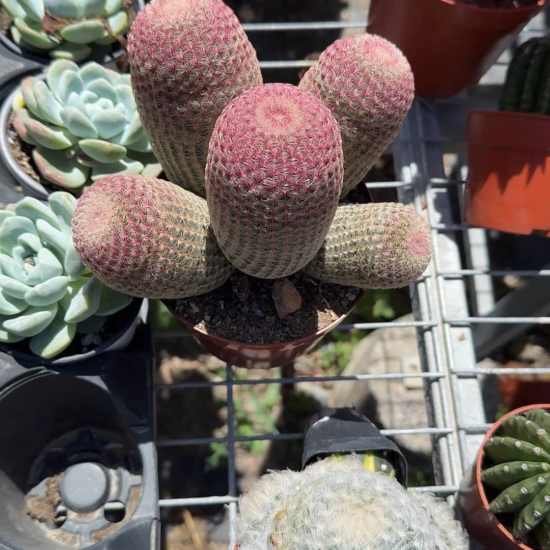 五头红太阳多肉植物