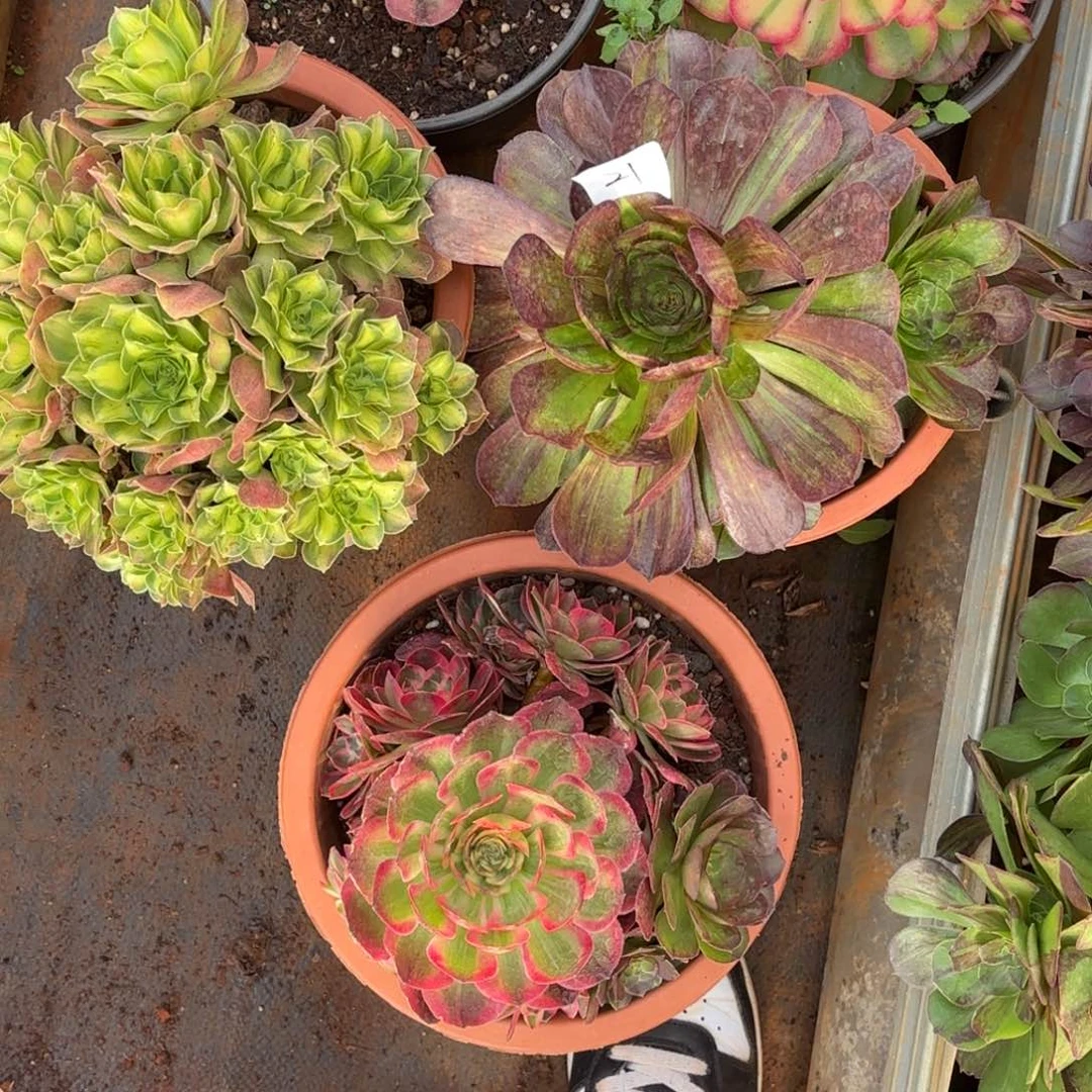 云南多肉植物组拍