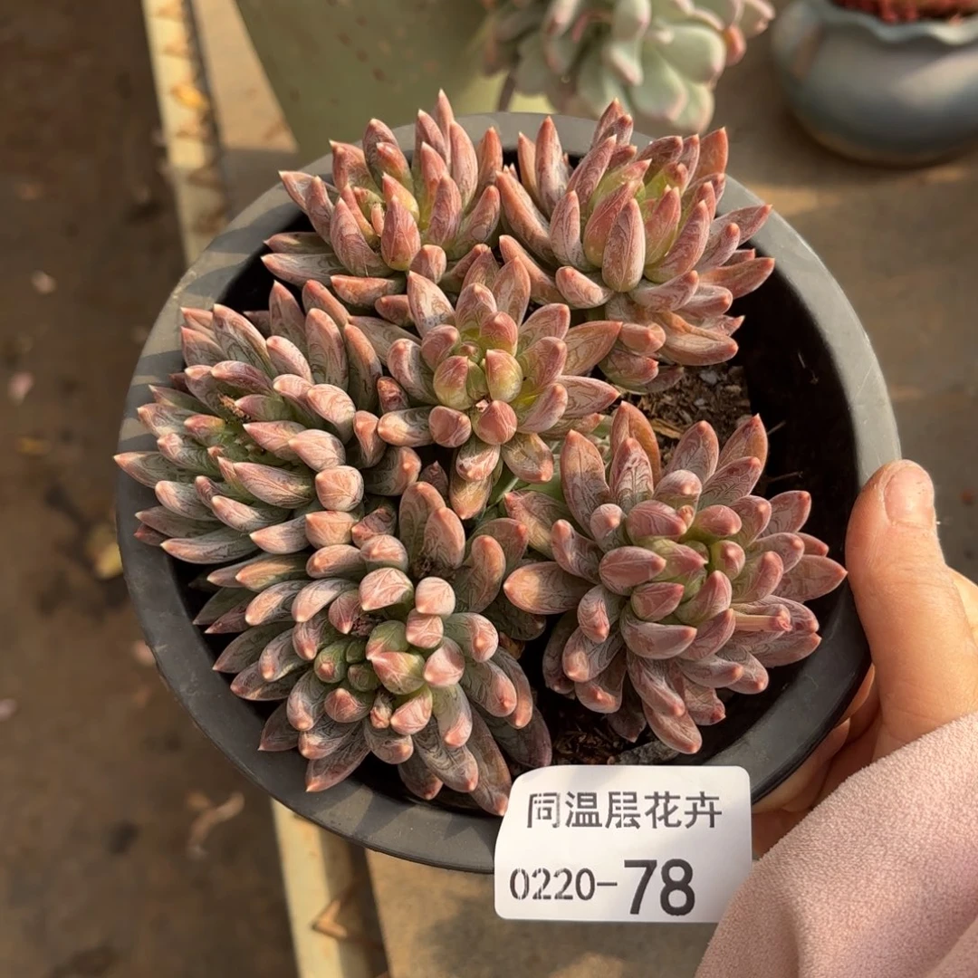 同温层多肉炫彩星78