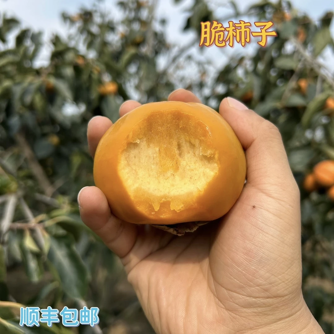 陕西脆柿子新鲜硬脆甜柿子应季水果
