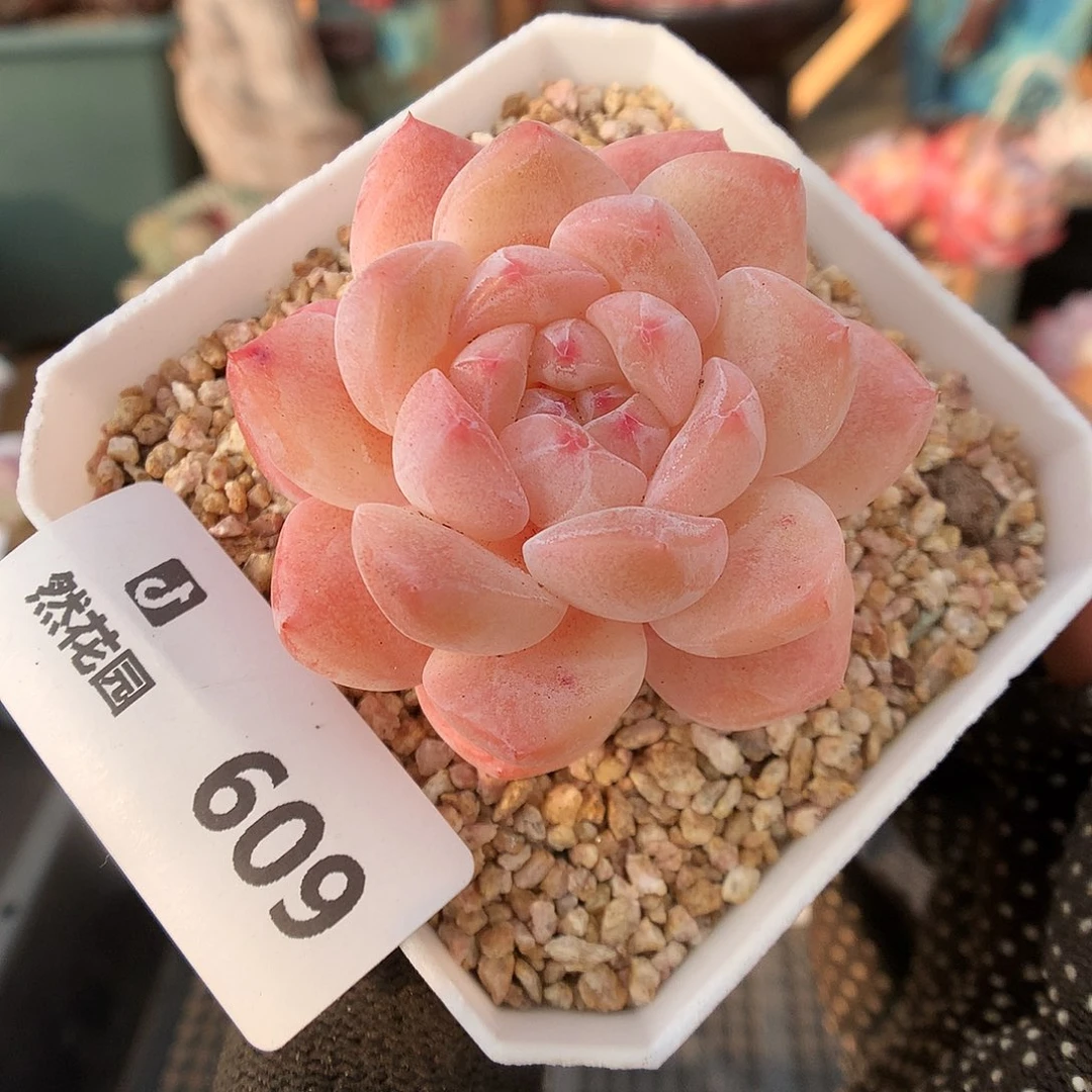 609太妃糖多肉植物6666