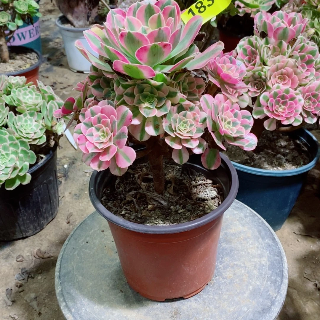 粉女巫1836多肉植物