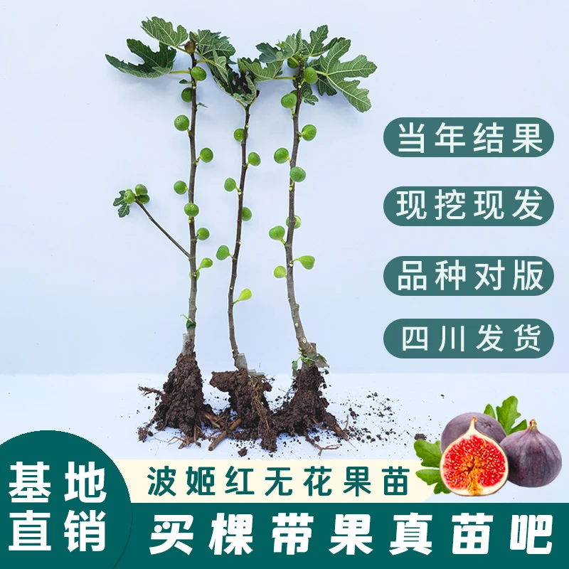波姬红无花果树苗盆栽地栽南北方种植