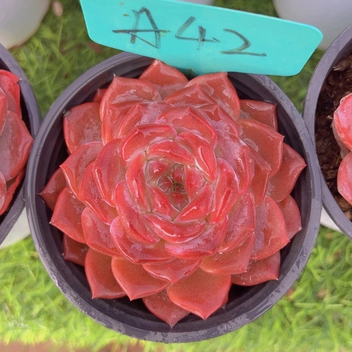 健健康康平平安安