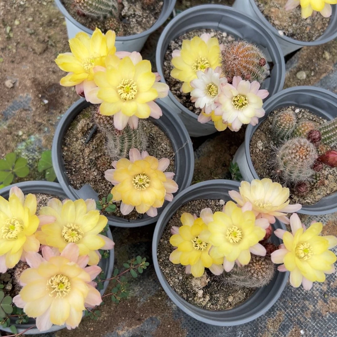 马尔文白檀单颗带跟