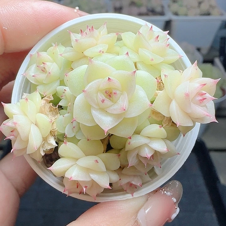 1210-144优选麦杆