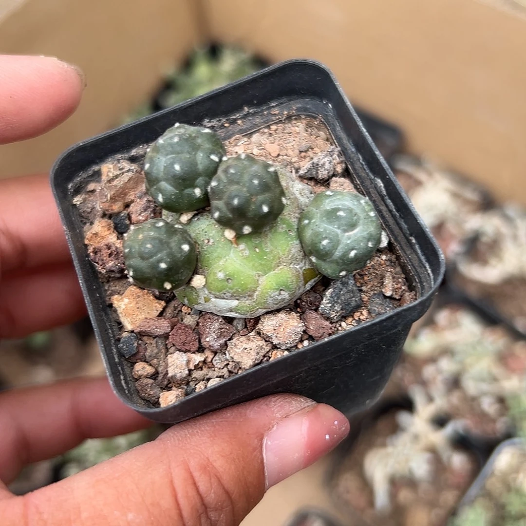 多肉植物多肉植物