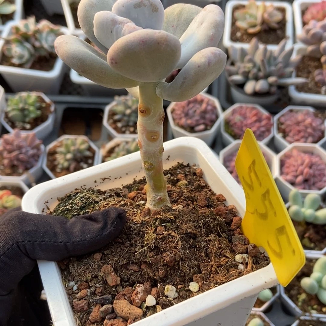 555油煎多肉植物保护