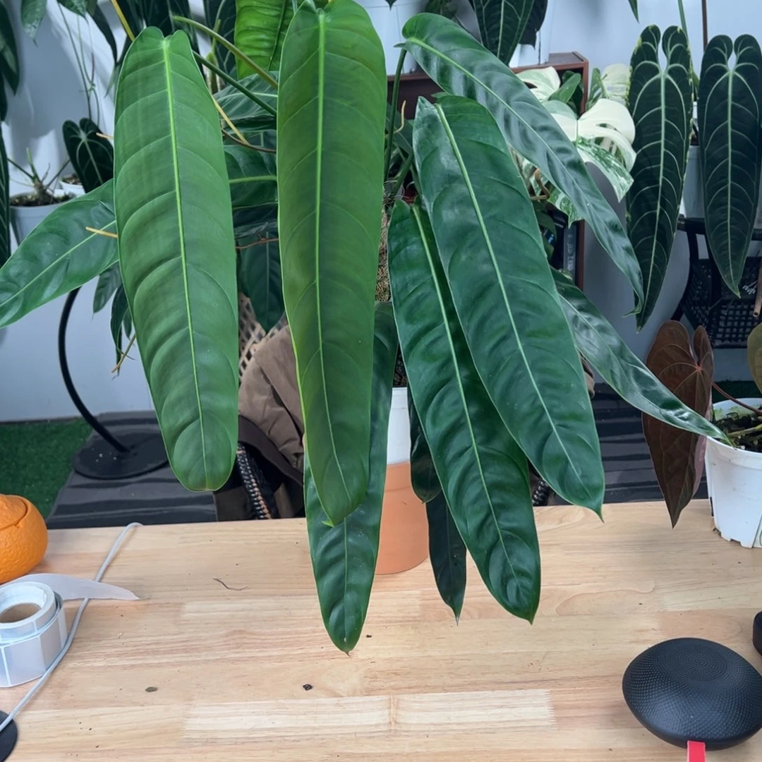 完全开放双头原种大pp