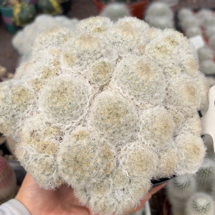 南***鸢503实生白星大群皮实好养