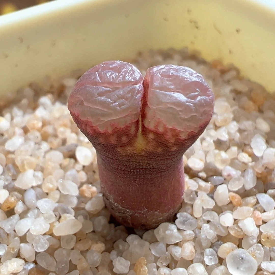 417。1802.1优选粉眼豆豆