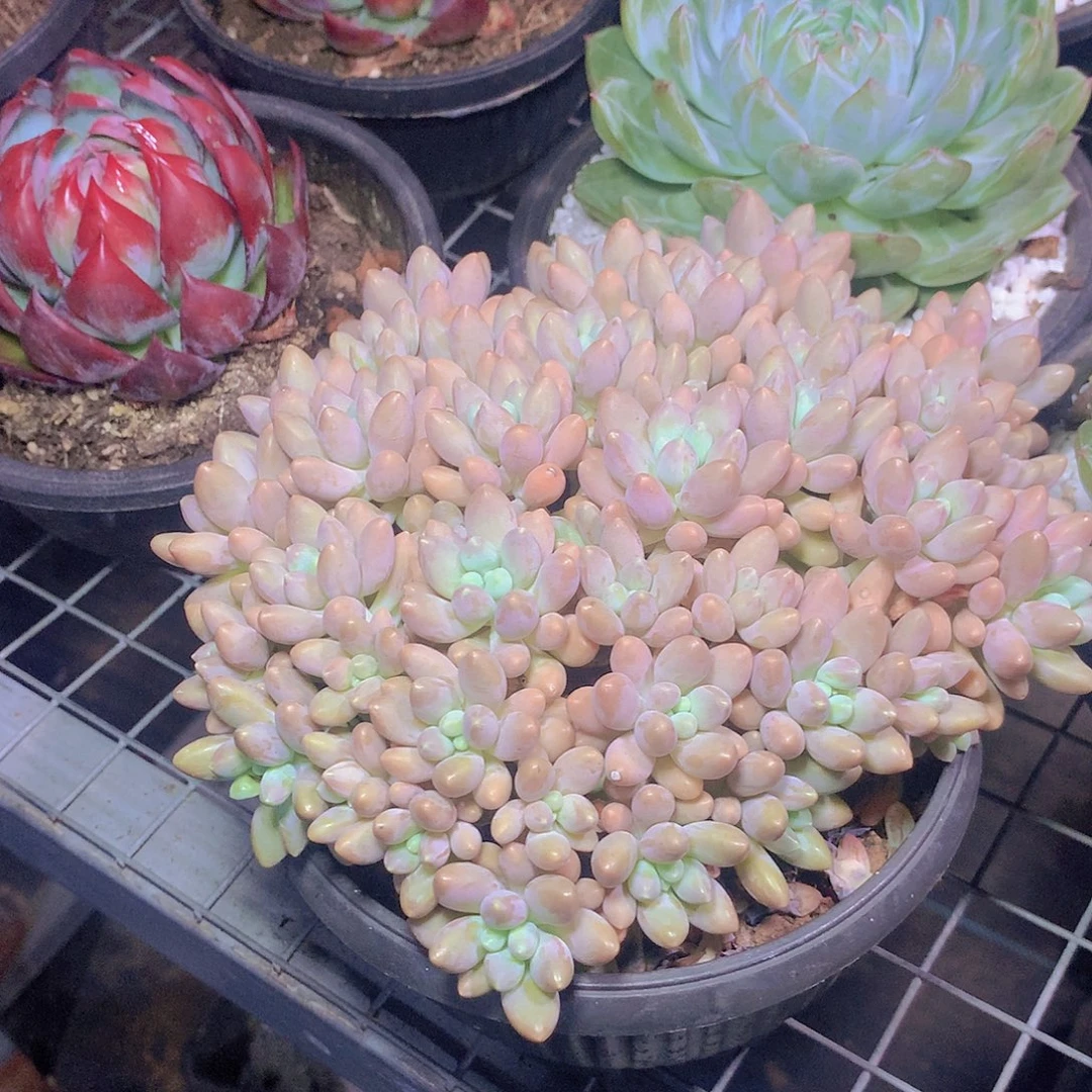 星戴露346789999999000