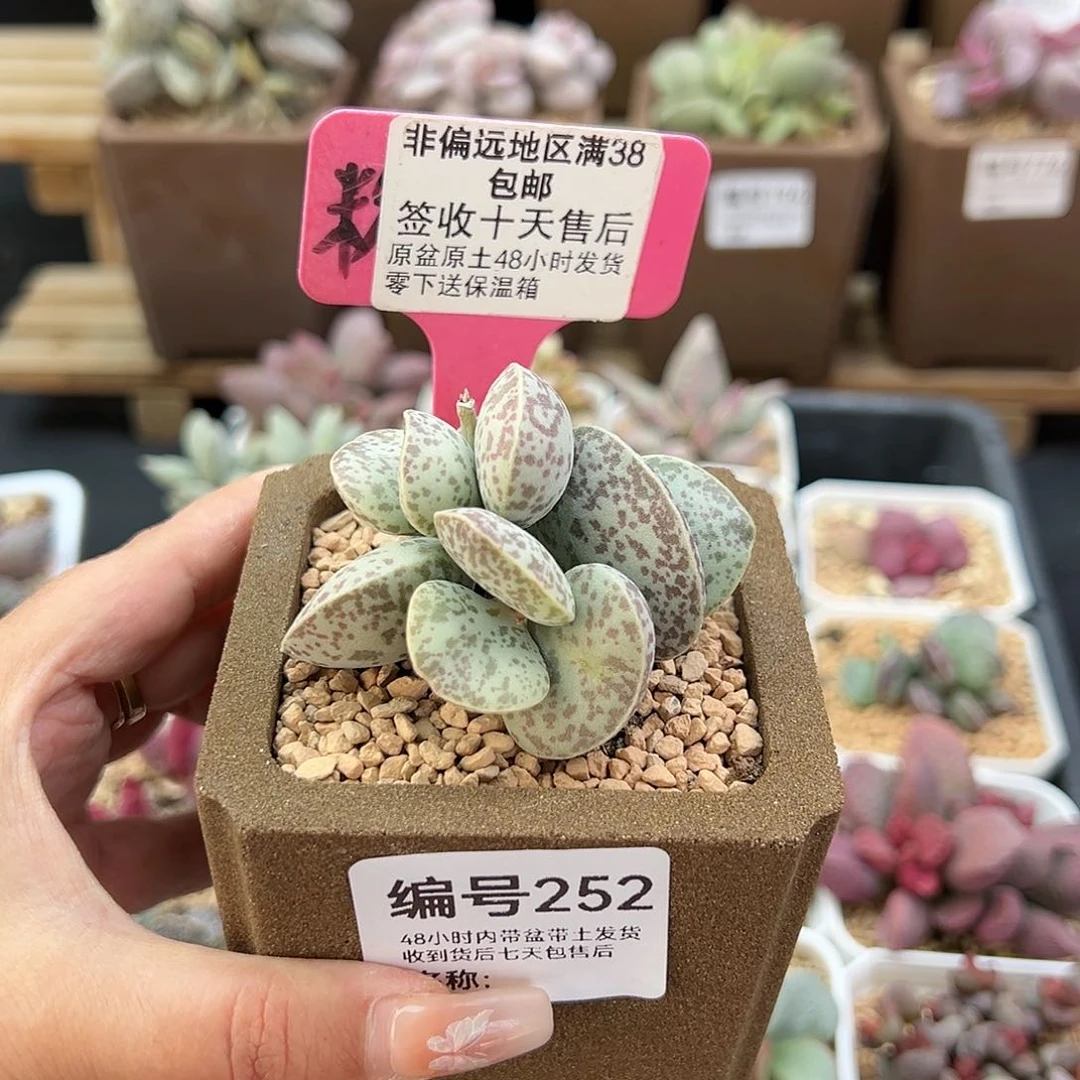 252巨型花蛋多肉植物