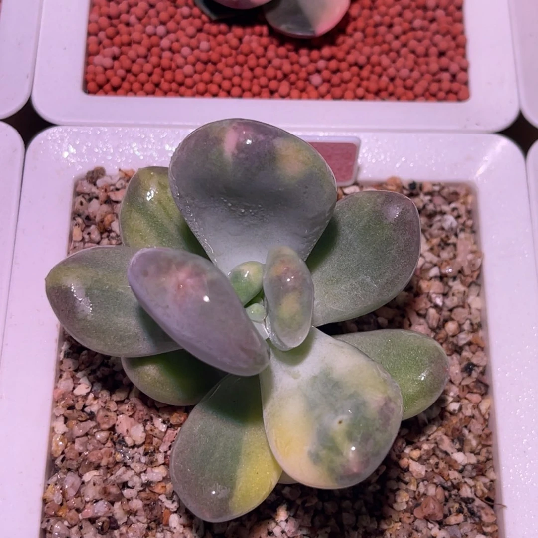 尚品特价黄金鸡蛋大叶奶酪锦