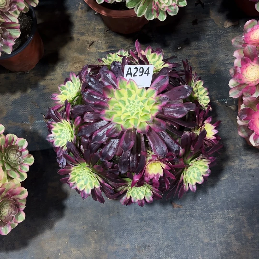 多肉植物天合294多肉