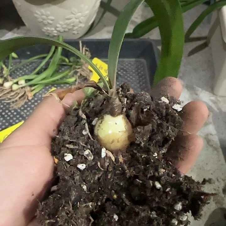 巫术1.9cm，裸球发货