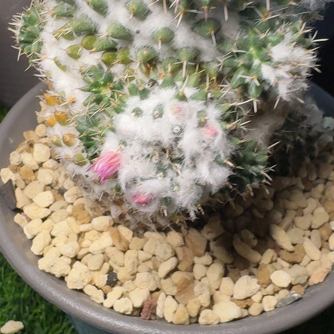 直播间，游戈，专拍，