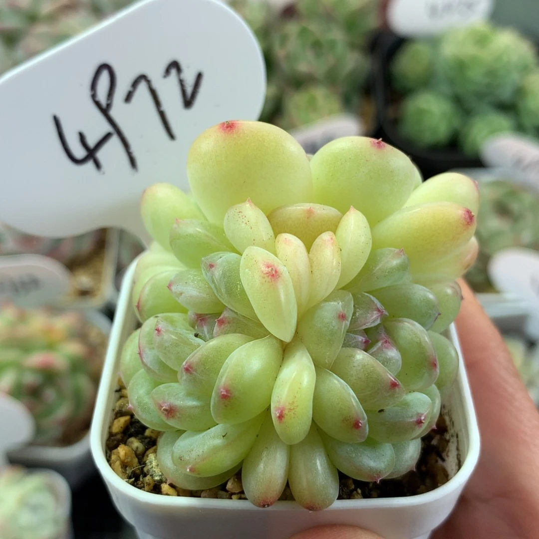 熊猫珍妮3头群4972