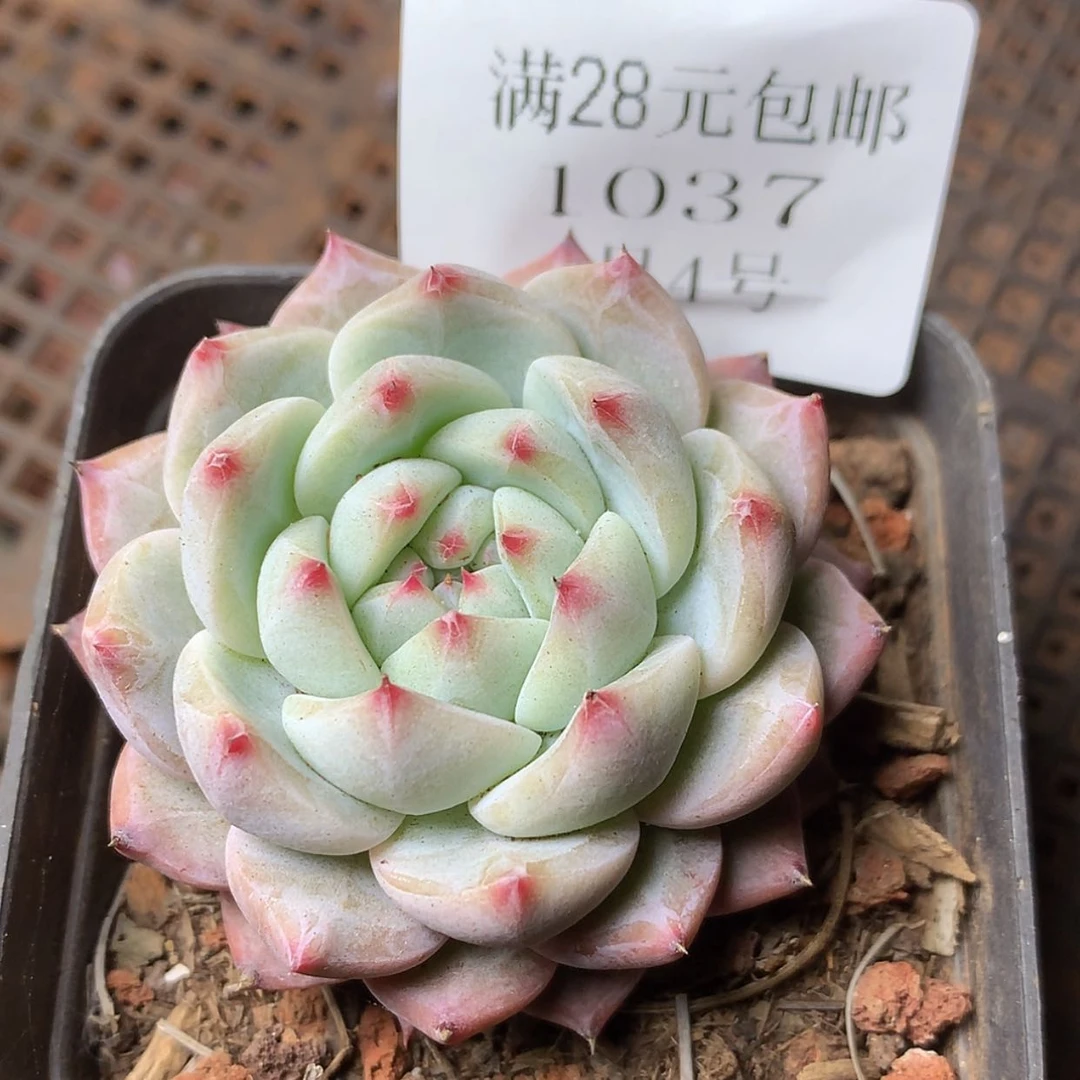 【闪购商品】云1037号