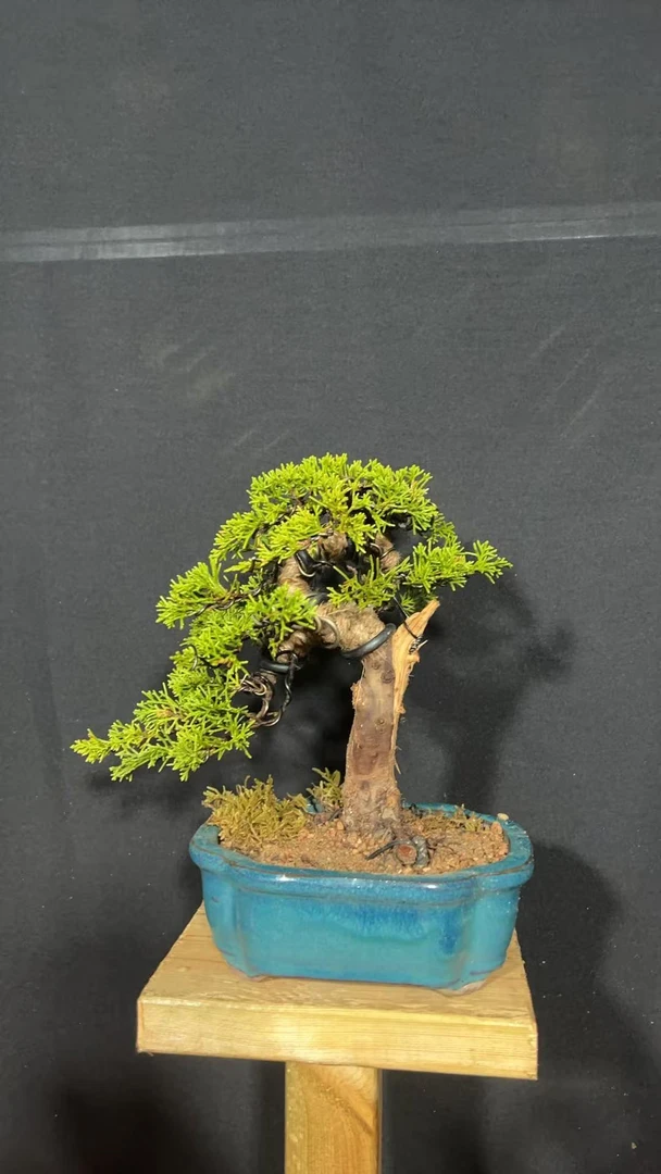 柏豫园精品松柏盆景