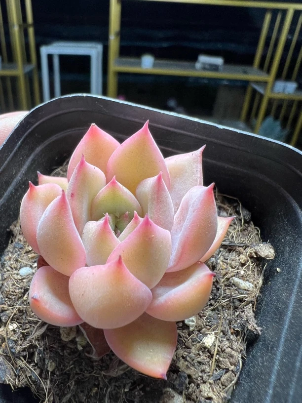 红色浪漫精品多肉