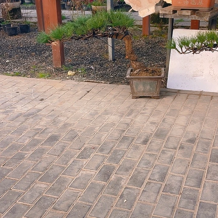 完全开放老桩临水黑松盆景
