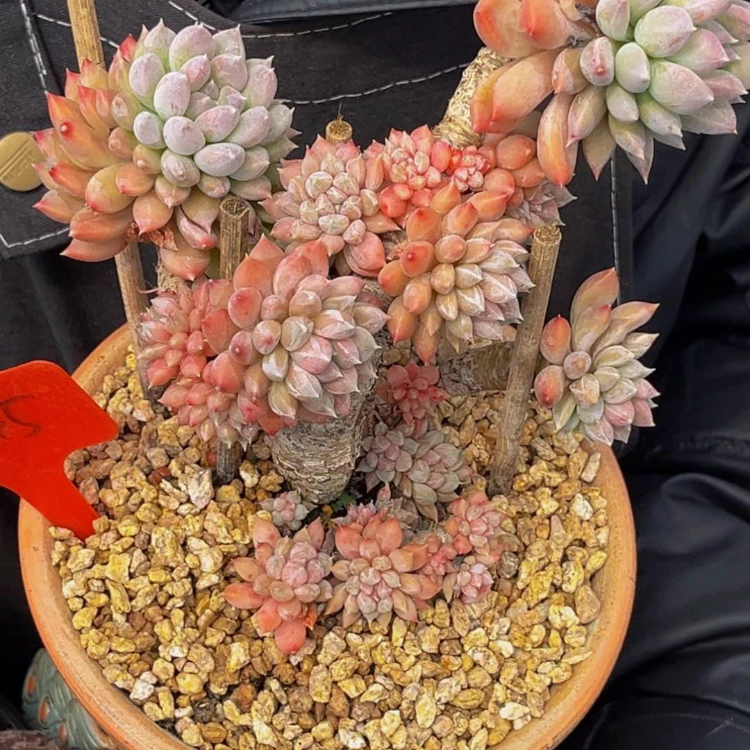 2545号上午多肉植物群生多肉