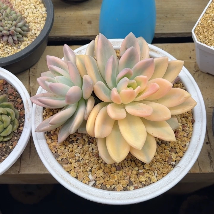 奥普琳娜锦 夏鸣园艺