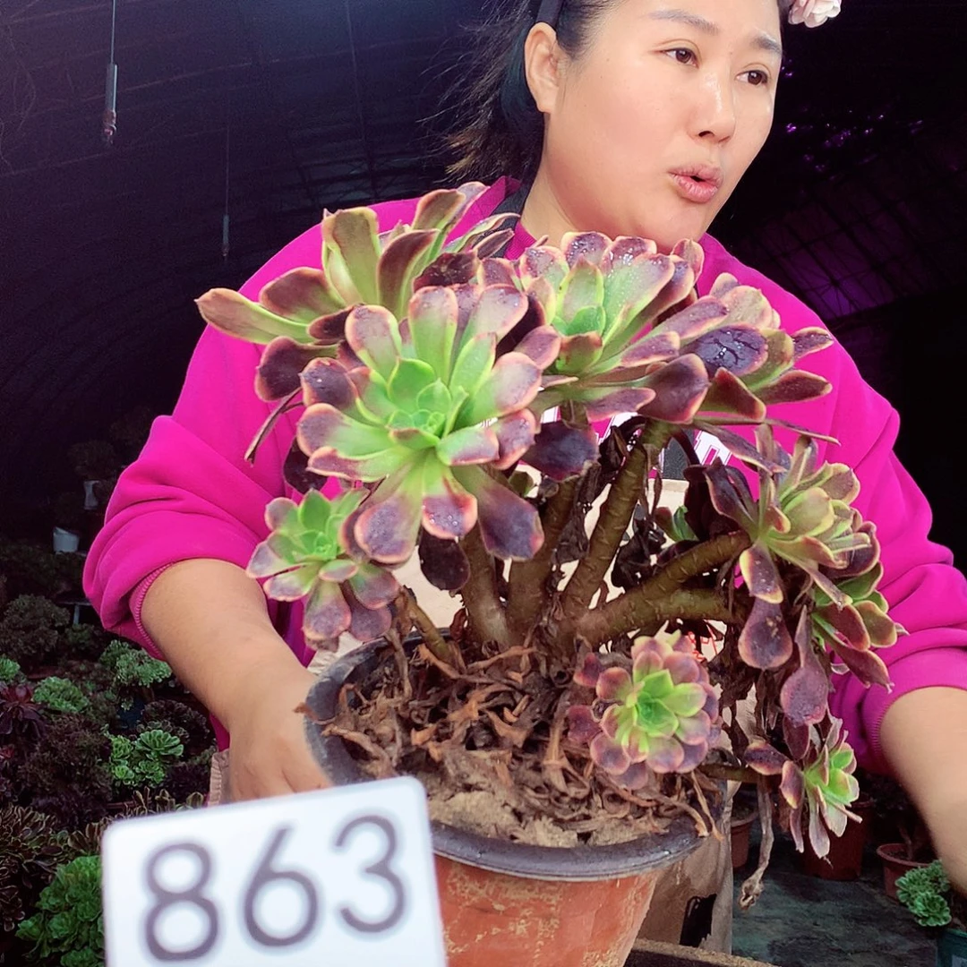 柒柒精品多肉脱土发挥不包断侧枝处理863