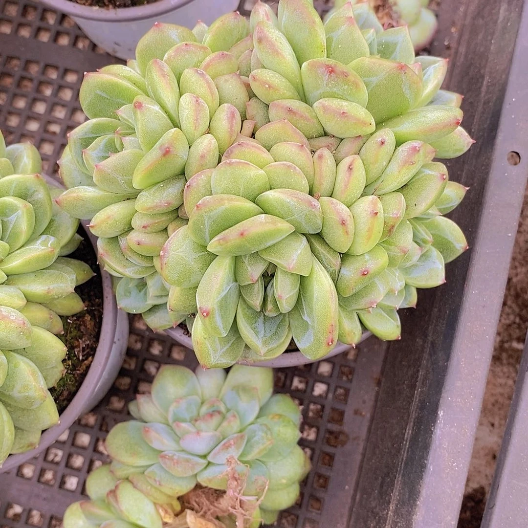 糖**子春风群一物一拍链接