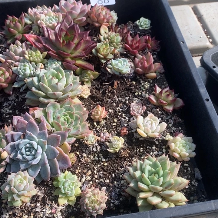 88 多肉植物盆栽花卉