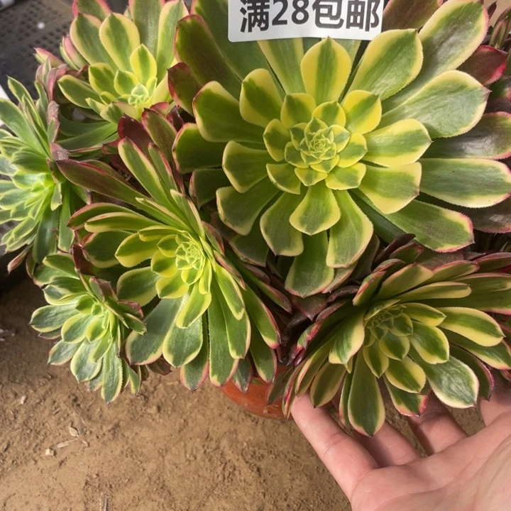 953一号棚朝霞多肉植物