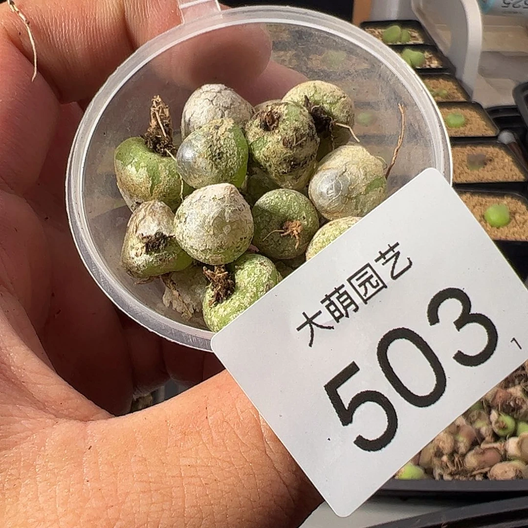 0000一物一拍。    503有疤无售后