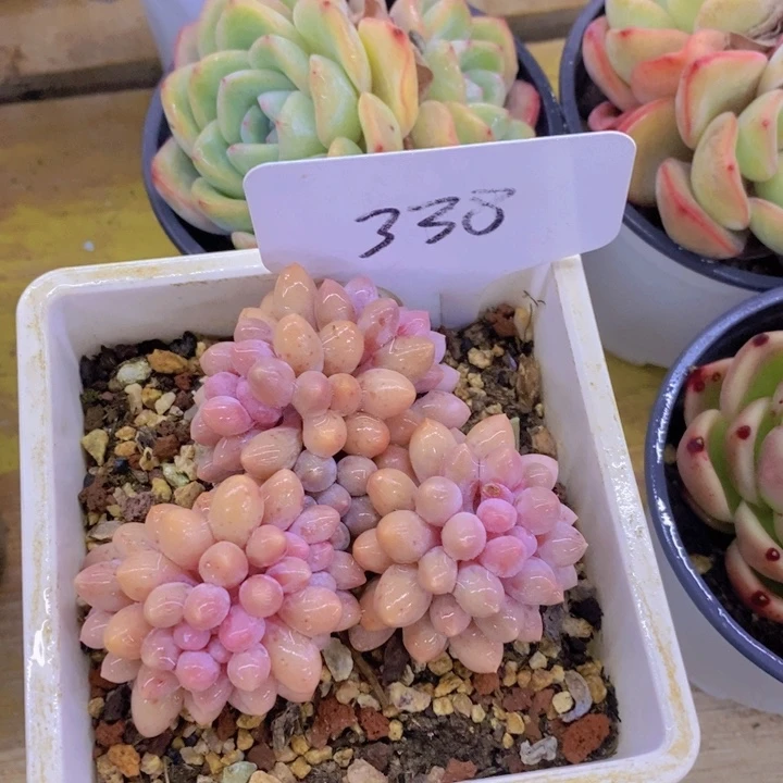 用****0多肉植物，开心多肉