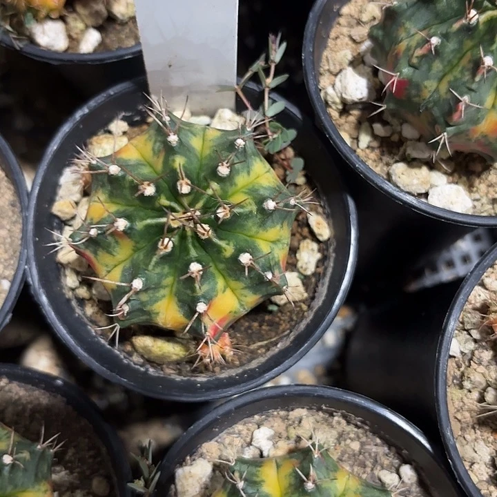 41-0606泰国发货多肉